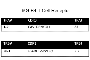 Image for Immorta-MAIT T cell clone MG-B4 cell line