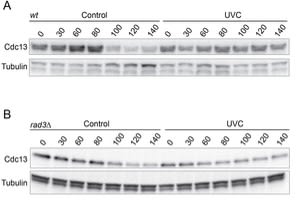 Adapted from Rothe et al. 2017. J Cell Sci; 130(23):4028-4037. PMID: 29046339. Figure. Cdc13 protein level is specifically downregulated in response to UV. Wild-type (wt), rad3Δ and cdc25-6PK strains were synchronized in G2 phase before irradiation with UV. Samples were collected at the indicated time points. Immunoblots of wt (A) and rad3Δ (B) strains showing Cdc13 protein level in control and UV-treated samples