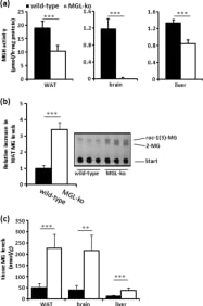 MGL-ko mice exhibit reduced MGH activity and accumulate MG in WAT, brain, and liver. a, MGH activities were determined in 20,000 × g infranatants of WAT, brain, and liver using rac-1(3)-oleoylglycerol (OG) as substrate. b, lipid extracts of WAT were separated by TLC and visualized by charring at 120 °C. Quantitation of TLC signals was performed using ImageQuant software. c, lipid extracts of WAT, brain, and liver were digested in a buffer containing purified recombinant mMGL exhibiting a specific activity of 4 mmol of MG/h··mg protein. The release of glycerol from lipid extracts was determined using a commercial kit (Sigma). Data are presented as mean ± S.D. (n = 5–6 for each genotype). **, p < 0.01; ***, p < 0.001. Adapted from Taschler U, Radner FP, Heier C, et al. Monoglyceride lipase deficiency in mice impairs lipolysis and attenuates diet-induced insulin resistance. J Biol Chem. 2011;286(20):17467-17477. doi:10.1074/jbc.M110.215434.