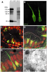 Adapted from Crosnier et al. 2005. Development. 132(5):1093-104. PMID: 15689380. Figure (A) Western blot of zebrafish gut lysate resolved under non-reducing conditions on SDS-PAGE; antibodies 2F11, 4B7/1 and 3G12 have different antigen specificities. (B) 2F11 (green) stain differentiated cells in the intestinal bulb of a 5-day-old larva. (C-H) 2F11 immunolabelling. 
