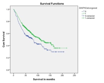 Survival curve comparing patients outcome categorised by expression of DIAPH2 using anti-DIAPH2 [V78P3C10*D3]. Strong expression of DIAPH2 was associated with decrease in patients survival (p=0.012).  All monoclonal antibodies developed by Vertebrate Antibodies Ltd have been independently validated by the Department of Pathology, University of Aberdeen and the Grampian Biorepository. Each antibody has been tested by immunohistochemistry against a multi-tumour tissue microarray containing 16 tumour types matched with normal tissues. To identify clinical significance of targets of interest, corresponding antibodies have also been used to screen a large colorectal cancer tissue microarray (n=650). For further information and future collaboration please contact Professor Graeme Murray (g.i.murray@abdn.ac.uk).
