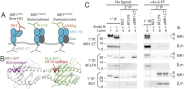 A novel antibody against MR1 reveals a β2m-deficient HC conformer exists in the ER. (A) Schematic representation of the conformational states of steady-state MR1 as distinguished by each antibody. MR1-HC (blue) shown bound or not to β2m (gray), and empty or loaded with VitBAg. The charged lysine-43 side chain in empty MR1-HC is indicated by a plus symbol (+). (B) Structural alignment of MR1–β2m-6-FP (PDB ID code 4GUP; gray) and HLA-B27 (PDB ID code 1HSA; green) with their bound antigens. Epitopes for mAbs 8G3 and HC10 are highlighted in purple and red, respectively. (C) C1R cells transfected with MR1 were treated without ligand (lanes 1–5) or with Ac-6-FP (lanes 6–9) for 6 h, then lysed and sequential IPs performed using antibodies against the cytosolic tail (αMR1-CT) or conformational-specific mAbs 8G3 or 8F2.F9. After the primary IP (1°) was carried out (lanes 1, 2, 6) the remainder was then subjected to a secondary IP (2°) with each antibody (lanes 3–5, 7–9). Precipitates were treated with endo H or not, then separated by SDS/PAGE and immunoblotted with αMR1-CT or anti-β2m. Endo H-resistant (R) or -sensitive (S) MR1 are indicated. Taken from McWilliam HEG, Mak JYW, Awad W, Zorkau M, Cruz-Gomez S, Lim HJ, Yan Y, Wormald S, Dagley LF, Eckle SBG, Corbett AJ, Liu H, Li S, Reddiex SJJ, Mintern JD, Liu L, McCluskey J, Rossjohn J, Fairlie DP, Villadangos JA. Endoplasmic reticulum chaperones stabilize ligand-receptive MR1 molecules for efficient presentation of metabolite antigens. Proc Natl Acad Sci U S A. 2020 Oct 6;117(40):24974-24985. doi: 10.1073/pnas.2011260117. Epub 2020 Sep 21. PMID: 32958637; PMCID: PMC7547156.