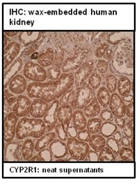 Immnohistochemistry: wax-embedded human kidney