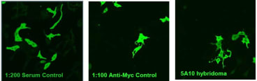 Immunofluorescence was performed using transfected Vero E6 cells.