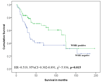 Survival curve comparing patients outcome categorised by expression of WSB1 using Anti-WSB1 [K5P2H10*E10]. Positive expression of WSB1 was associated with improved patients’ outcome in MMR defective  colorectal cancer tumours (p=0.015). The peptide immunogen used to generate the antibody is identical in mouse (Mus musculus), rat (Rattus norvegicus), sheep (Ovis aries), bovine (Bos taurus), dog (Canis familiaris) and horse (Equus caballus).
