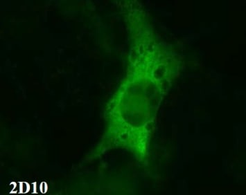 Immunofluorescence staining of cos-1 cells overexpressing beta3. Detection was performed using FITC conjugated anti-IgG.