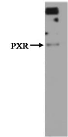 Western blot analysis of PXR using clone V11P4G11*E7.
