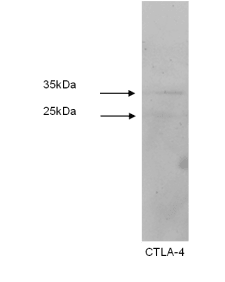 Western blot was performed using Jurkat cell lysates. Two products are detected, slightly larger than anticipated-possibly due to glycosylation.
