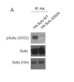 anti phospho sufu polyclonal polyclonal antibodies ximbio polyclonal antibodies