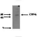 Image for Anti-Cytochrome P450 4A11 [M25-P2A10]