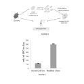 Image for Recombinant CHO-K1 cell line with integrated Technology for enhanced production of Human Erythropoietin protein, in Adherent Cells