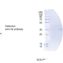 Image for SARS-CoV-2 RBD fragment cell line