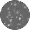 HEK293A EGFP-LC3 Cell Line. Image courtesy of the European Collection of Authenticated Cell Cultures (ECACC)