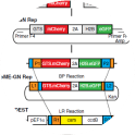 GN reporter cassette was generated by subcloning the nucleus and the Golgi complex reporter sequences into the pUC57-2A plasmid. This plasmid codes for the GTS-mCherry and the H2B-GFP sequences. The pUC57-GNrep was used to generate a pME-GNrep and subsequently the pEF1-GNrep plasmid, by Gateway cloning, using the pEF1-DEST as a destination vector. (PMID: 30990965)