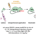 Image for Tin Tungstate Nanoparticles β-SnWO4 small molecule (tool compound)