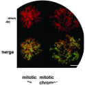 Adapted from Bozhenok L, Wade PA, Varga-Weisz P. WSTF-ISWI chromatin remodeling complex targets heterochromatic replication foci. EMBO J. 2002 May 1;21(9):2231-41. doi: 10.1093/emboj/21.9.2231. Erratum in: EMBO J 2002 Jun 17;21(12):3212. PMID: 11980720; PMCID: PMC125993. WSTF binds mitotic chromosomes. (A) Anti-WSTF staining (FITC, green) of spread mitotic chromosomes from NIH 3T3 cells, and propidium iodide staining for DNA (red, middle). Bottom: merged image (yellow). Bar = 10 µm. (B) Western blot analysis of whole mitotic NIH 3T3 cells and purified mitotic chromosomes. Each sample contains the same amount of chromatin.