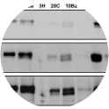 avb6 was immunoprecipitated with rat mAbs and western blotted for B6 with C19 antibody. Film was then exposed for different time exposures. The control (Con) lane was DX3puroB6 lysate. 59A, 10B2, 620W and 12D shows a very good result in revealing the double band for β6 by 5 seconds and 53a2 shows only the upper band of B6. By 1 minute most rat mAbs reveal a B6 immunoprecipitate. Data are from one of three separate experiments.