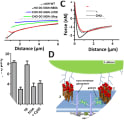 N-glycosylation of DC-SIGN contributes to a more resistant adhesion site. (A) Zoom in to the averaged FD-curves of CHO cells expressing DC-SIGN-WT, DC-SIGN-N80A, DC-SIGN-ΔCRD, and DC-SIGN-ΔRep of Fig. 5B. Dotted lines indicate semi-linear fits to the slope before of the retraction curve until maximum force is reached at Fmax (i.e., contact region) from averaged retraction FD-curves DC-SIGN-WT and DC-SIGN-N80A. (B) The elasticity for cells expressing the different DC-SIGN-constructs, CHO-DC-SIGN-WT treated by lactose or CytD; measured by fitting the linear slope presented in (A). (C) Averaged FD-curves of CHO-DC-SIGN-WT cells untreated, cultured for 24 h in 100 mM lactose, or treated with 10 µM of the actin polymerization inhibitor CytD compared to CHO-DC-SIGN-N80A cells (N ≥ 15 cells; N ≥ 80 FD-curves). (D) Cartoon depicting the interaction between C. albicans and DC-SIGN and the role played by the N-glycans in strengthening pathogen-binding. When DC-SIGN nanoclusters bear N-glycans (1), they can laterally interact with transmembrane proteoglycans such as CD44, through galectin-mediated cross-linking. Molecules such as CD44 are almost stably associated with cortical actin, thus providing a structural scaffold that might facilitate DC-SIGN-actin interactions. The absence of the N-glycans (such as in N80A or after lactose treatment) prevents DC-SIGN-galectin interaction (2), thus hampering the possibility to firmly link to the actin cytoskeleton. The N-glycan-galectin network at the outer leaflet of the plasma membrane and, therefore, adds an extra level of binding strengthening during DC-SIGN-pathogen interactions, which is distinct yet connected to the cortical actin polymerization. Taken from Te Riet J, Joosten B, Reinieren-Beeren I, Figdor CG, Cambi A. N-glycan mediated adhesion strengthening during pathogen-receptor binding revealed by cell-cell force spectroscopy. Sci Rep. 2017;7(1):6713. Published 2017 Jul 27. doi:10.1038/s41598-017-07220-w