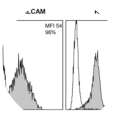 Surface expression of ALCAM on K562, K562-ALCAM, KG1a and undifferentiated MUTZ-3 cells was analyzed by flow cytometry. Unfilled histograms represent isotype control staining and shaded histograms represent staining with ALCAM antibody, AZN-L50. The mean fluorescence intensity (MFI) and percentage of positive cells are as indicated.