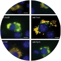 Image for Anti-F. tularensis LVS 50S Ribosomal Protein L7/L12 (Rp1L) [109] Antibody