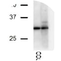 Western blot analysis of a A20 cell lysate using anti-Bam32 [4H9]