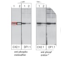 Figure. Immunoblot of 1) cytostatic factor extracts (CSF) and 2) Interphase egg extract using two Anti-Phospho Endosulfine mAbs and a control Anti-Phospho-cdk2 mAb. Lane 1 - CSF extract containing highly phosphorylated endosulfine; Lane 2 - Interphase extract containing hypo - phosphorylated endosulfine
