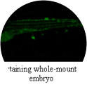 Immunohistochemistry using anti-p53 [V5P4H6*B3] on a Zebrafish embryo.