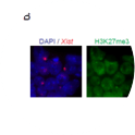 Figure 1 – Xist-TetOP ΔB XY ESCs (source: Bousard et al., 2019 PMID: 31356285).
A.	Deletion mapping by Sanger sequencing and expression analysis across the deleted region; the scheme represents only the first exon of Xist, red arrows indicate forward primers, and green arrows represent reverse primers; the primer on the left is the sequencing primer for each mutant; B means PCR blank.
B.	Representative image of combined immunofluorescence (IF for H3K27me3 or H2AK119ub (green) with RNA FISH for Xist (red) in Xist ΔB mutant at day 2 of differentiation in DOX conditions; blue - DAPI staining 
