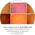 Image for CCSP C1 Human Ovarian Cancer subpopulation cell line