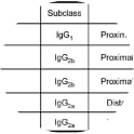 Summary of the IgG subclasses of five m5T4 specific monoclonal antibodies (mAb, made
in 5T4KO mice) recognizing distinct epitopes in the proximal and distal 5T4 extracellular LRR containing domains
(Southgate et al. 2010. PLoS One. 5(4):e9982. PMID: 20376365).