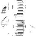 Taken from Supplemental Figure 1 in Arponen et al Calcified Tissue International volume 107, pages 529–542(2020).
Antibody binding site was determined for C-A12 (A). Linearity of dilution was determined by adding 20 ng/ml ucOC peptide in buffer (square), serum (cross) or plasma (plus) samples and performing serial dilutions (B) Also, regression of dilution was determined and immunoreactivity was lost when comparing serum and plasma samples to buffer (C). The effect of sample handling was assessed with serum (D) and plasma (E) samples at RT (black) +4℃ (white) and -20℃ (gray). C-A12 based immunoassay was compared with a validated tOC assay, 2H9/6F9, (F) and Spearman’s correlation is shown.
