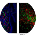 Immunofluorescence in tissue. A: Cryostat section of mouse skin papilloma. In red lymphatic vessels stained with anti LYVE-1; in green blood vessels stained with anti MMRN2; in blue, nuclear staining. Scale bar: 300 µm. B: Cryostat section of mouse lymph node. Red, lymphatic vessels positive for LYVE-1; green, blood vessels positive for MMRN2. Scale bar: 300 µm.