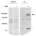 A 42 kDa protein co-precipitates with ALCAM from KG1a cells, as indicated by the arrows. KG1a and undifferentiated Mutz-3 control cells (no ALCAM expression) were incubated overnight with [35S]methionine/cysteine. ALCAM was immunoprecipitated from labeled cell lysates with 1 g of AZNL51. Samples that were incubated with protein G beads alone (–) are shown as negative controls.