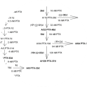 Figure 1. The family tree of A2780 cell sublines with acquired resistance to PTX. A2780 parental cell line and six sublines, chosen for further studies, are bolded. The schedule of PTX treatment for each cell line is described as e.g. (4+7+27)d* - 4 days of 2 nM PTX treatment, 7 days of recovery and 27 days of 2 nM PTX retreatment; totally 31 days of drug treatment were needed for cell adaptation to 2 nM PTX concentration. Reprinted from Szenajch J. et al. 2020. Int. J. Mol. Sci. 21(23): 9218. 