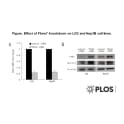 Adapted from Tu et al. 2013. PLoS One. 8(7):e68574. PMID: 23840897 Figure. Effect of Fbxw7 knockdown on LO2 and Hep3B cell lines. A) qRT-PCR confirmed knockdown in LO2 and Hep3B cells treated with Fbxw7 siRNA. B) Expression of c-Myc and Cyclin E proteins were enhanced by Fbxw7 siRNA, as confirmed by Western blot analysis. β-actin served as loading control.