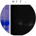 Flu-PAGE analysis of in vitro glycated serum. SDS-PAGE of human serum glycated with 50 mMsugar at 37uC for 7 and 10 days, lanes 2–7 and 8–12 respectively. Shown are non-incubated control (lane 1) and samples incubated with glucose (lanes 2 and 8), fructose (lanes 3 and 9), mannose (lanes 4 and 10), maltose (lanes 5 and 11), galactose (lanes 6 and 12), sucrose (lane 7). The left panel shows Coomassie stained gel (samples 1–12) and the right panel shows the gel visualised with UV prior to staining (lanes 19–129). The arrows indicate fluorescent proteins identified by MS.