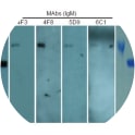 Figure 1: Reactivities of MAbs to HA1 domain. 
Purified fragments of HA corresponding to the HA1 and HA2 domains were separated on SDS-polyacrylamide gels and analyzed in Western blots using ascites fluid for each MAb. For the last gel, Coomassie blue staining was performed to ascertain the purity of the HA1 and HA2 proteins used. 