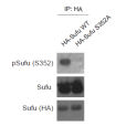 Detection of Sufu, phosphorylated S352 Sufu and HA after immunoprecipitation of HA tagged Sufu Wild Type and Sufu S352A from HEK293T cells. The top panel (pSufu (S352)) was probed with anti-phospho-Sufu polyclonal antibody showing the anti-phospho-Sufu polyclonal antibody is specific and recognises only the phosphorylated form of Sufu but not a mutant where S352 is mutated to alanine. In the middle panel (Sufu), the anti-Sufu polyclonal antibody was used to probe and shows the anti-Sufu polyclonal antibody binds to either form of Sufu independent of the phosphorylation status. The bottom panel shows the same immunoprecipitation preparations probed with an anti-haemagglutinin (HA) antibody, this detects both proteins via their HA tag.