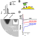 AFM-assisted cell-cell force spectroscopy to measure the interaction strength of single CHO-DC-SIGN cells and C. albicans. (A) Parental CHO cells and cells expressing DC-SIGN-WT were incubated with FITC-labeled C. albicans in the presence or absence of blocking agents; anti-DC-SIGN antibody and EDTA. The percentage of cells that bound C. albicans was calculated by flow cytometry. Data are presented as means ± S.D. (B) Schematic set-up showing a single C. albicans cell immobilized on a tip-less AFM cantilever interacting with a CHO-DC-SIGN cell. (C) Example brightfield image that shows how a C. albicans cell on the tip (indicating by dashed white ellipse) is positioned to interact with four different CHO-DC-SIGN cells. The positions at which the C. albicans is brought into contact are indicated by asterisks. (D) Example FD-curves of C. albicans interacting with parental CHO, CHO-DC-SIGN-WT with addition of 30 µg/ml anti-DC-SIGN blocking antibody for 30 minutes.Taken from Te Riet J, Joosten B, Reinieren-Beeren I, Figdor CG, Cambi A. N-glycan mediated adhesion strengthening during pathogen-receptor binding revealed by cell-cell force spectroscopy. Sci Rep. 2017;7(1):6713. Published 2017 Jul 27. doi:10.1038/s41598-017-07220-w