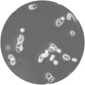 A2780ADR Cell Line. 24 hours post plating. Image courtesy of the European Collection of Authenticated Cell Cultures (ECACC)