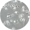 FLYRD18 Cell Line. 24 hours post plating. Image courtesy of the European Collection of Authenticated Cell Cultures (ECACC).