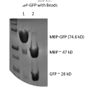 Confirmation of TEV Bead Activity with MBP-ENLYFQS-GFP (74.6 kD) test substrate. Two solutions were prepared, one with and one without the addition of TEV beads. After the beads are collected with a magnet, the sample solutions were run on SDS-PAGE and stained with Coomassie. Lane 1 shows the solution without TEV beads with a band at 74.6 kD. Lane 2 is the solution with active beads which shows two prominent bands at 47 and 28 kD (corresponding to MBP and GFP, respectively).