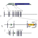 https://elife-publishing-cdn.s3.amazonaws.com/12203/elife-12203-fig1-figsupp1-v2.jpg