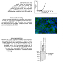 Image for Anti-HDAC6-ZnF (178) mouse monoclonal antibody (ZnF domain-specific)