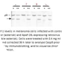 Image for Anti-Caspase-9 [LAP 96-2-22]