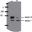 Western blot analysis of WL4G10 antibody. Whole cell lysate from Hela cells and 293T cells were separated on SDS-PAGE gel, transferred to nitrocellulose membrane and stained with WL4G10
antibody. The membrane was blocked overnight in blocking buffer (5% nonfat dry milk resuspended in 0.1% Tween and 1X PBS). Both primary and secondary antibodies were diluted in blocking buffer. As expected 293T cells express less of the lamin A isoform.