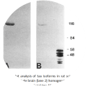 Image for Anti-Big (high-molecular-weight) tau, Polyclonal antibody