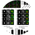 CD6 and TCR/CD3 in Jurkat T cells co-localize upon ligation through micropatterned antibody spots. (A,B) Wildtype Jurkat T cells were seeded on micropatterned substrates containing 100, 10, or 1% αCD3 spots, 100% αCD6 spots or 100% fibronectin (FN) spots, surrounded by fibronectin, fixed after 15 min and stained for phospho-tyrosine. All spots were labeled with Alexa647, phospho-tyrosine was labeled with Alexa488. Representative confocal images are shown in (A), quantification of phospho-tyrosine intensity in the spot area of n = 10 cells per condition is shown in (B). Bars represent mean with SD. Statistical significance was tested with one-way ANOVA with post-hoc Tukey's Multiple Comparison test. (C,D) CD6-RFP Jurkat T cells were seeded on micropatterned substrates containing 100, 10, or 1% αCD3 spots, or 100% αCD6 spots, surrounded by fibronectin, and fixed after 15 min. All spots were labeled with Alexa647. Representative confocal images are shown in (C), quantification of CD6 enrichment of n = 10 cells per condition is shown in (D). CD6 enrichment is defined as the ratio between CD6-RFP intensity of parts of the cell on the spot vs. part of the cell covering the surrounding fibronectin. Bars represent mean with SD. Statistical significance was tested with Kruskal–Wallis test with post-hoc Dunn's Multiple Comparison test. (E,F) Wildtype Jurkat cells were seeded on micropatterned substrates containing 100, 10, or 1% αCD3 spots, or 100% αCD6 spots, surrounded by fibronectin, fixed after 15 min and stained for CD3. All spots were labeled with Alexa647, CD3 was labeled with TexasRed. Representative confocal images are shown in (E), quantification of CD3 enrichment of n = 10 cells per condition is shown in (F). Bars represent mean with SD. CD3 enrichment is defined as the ratio between CD3 intensity of parts of the cell on the spot vs. part of the cell covering the surrounding fibronectin. Statistical significance was tested with Kruskal–Wallis test with post-hoc Dunn's Multiple Comparison test. Scale bars represent 10 μm; *p < 0.05; **p < 0.01; ***p < 0.001. Taken from Meddens MBM, Mennens SFB, Celikkol FB, Te Riet J, Kanger JS, Joosten B, Witsenburg JJ, Brock R, Figdor CG, Cambi A. Biophysical Characterization of CD6-TCR/CD3 Interplay in T Cells. Front Immunol. 2018 Oct 9;9:2333. doi: 10.3389/fimmu.2018.02333. PMID: 30356797; PMCID: PMC6189472.