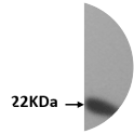 Western blot data of recombinant IFN-γrel probed with Anti-IFN-γrel [VAB4P2B4*E8]. A 22 kDa band confirms target recognition. 