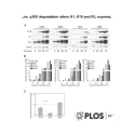 Adapted from Howie et al. 2011. PLoS Pathog. 7(8):e1002211. PMID: 21901101
Figure. p300 degradation alters K1, K10 and IVL expression. (A) Representative immunoblot showing levels of K1, K10 and IVL protein in LXSN, 38E6, 8E6 and Δ8E6-expressing HFKs during 72 hr calcium-induced differentiation. Actin levels are shown as a loading control. (B) K1, K10 and IVL mRNA levels levels in LXSN 38E6, 8E6 and Δ8E6-expressing HFKs during 72 hr calcium-induced differentiation. Relative levels of each mRNA were calculated using the ΔΔCT method with GAPDH to normalize mRNA levels within each sample. Values shown are fold-change in each sample compared to the LXSN (0 hr) vector control. (C) ChIP analysis using anti-p300 antibodies to pull down chromatin from LXSN control, 8E6 and 38E6-expressing HFKs, with quantitation by real-time PCR. Values represent the enrichment of p300 at the IVL promoter shown relative to the IgG and RPL30 negative controls. Error bars represent standard deviation (n = 3, p<.01 by 2-tailed student's T-test).